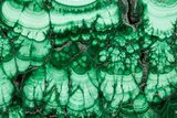 Flowery Polished Malachite Slab - D R Congo #379771-1